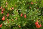 Punica granatum 'Nana' – Rodiul Ornamental pitic la ghiveci C2, H 30-35 cm