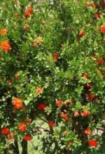 Punica granatum 'Pleniflora' – Rodiul Ornamental cu Flori duble rosii la ghiveci C2, H 50-60 cm - imagine 3