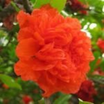Punica granatum 'Pleniflora' – Rodiul Ornamental cu Flori duble rosii la ghiveci C2, H 50-60 cm