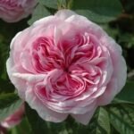 Trandafir vechi Damask de dulceata si apa trandafiri Queen of Denmark, foarte parfumat, anul 2 - la ghiveci C2
