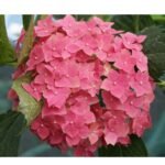 Hydrangea macrophylla 'Red Baron' - Hortensia Roșie la ghiveci C2, H 50-60 cm - imagine 2