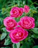 Trandafir teahibrid Pink Peace parfumat  la ghiveci C2