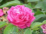 Trandafir de Damask Rosa Damascena (trandafirul autentic pentru dulceata, apa trandafiri si uleiuri esentiale) - foarte parfumat - la ghiveci C2