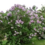 Syringa vulgaris intens parfumat - Liliac de gradina la ghiveci C2 H 50-60 cm - imagine 2