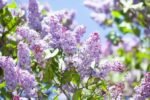 Syringa vulgaris intens parfumat - Liliac de gradina la ghiveci C2 H 50-60 cm