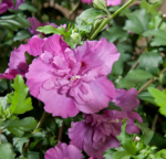 Hibiscus syriacus Sanchoyo la ghiveci C2, H 50-60 cm - imagine 2