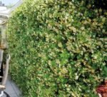 Trachelospermum jasminoides 'Star of Toscana' - Iasomie Stelată Galbenă cu frunzis permanent la ghiveci P10, H 20-25 cm (Livrarea dupa10 Septembrie) - imagine 2