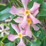 Trachelospermum jasminoides 'Pink Showers' - Iasomie Stelată Roz cu frunzis permanent la ghiveci P10, H 20-25 cm