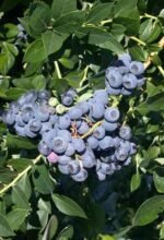 Vaccinium corymbosum 'Patriot' - Afin la ghiveci C2, H 60-70 cm