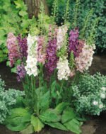 Verbascum phoeniceum sau Lumanarica multicolora la ghiveci P9, H 5-10 cm - imagine 2