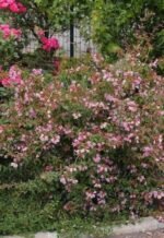 Abelia Grandiflora 'Edward Goucher' planta perena la ghiveci cu frunzis semipermanent si flori parfumate la ghiveci C1.5, H 30-35 cm - imagine 2