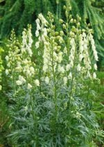 Aconitum Napelus Album - Gluga Calugarului alba sau Omag Alb  la ghiveci P9