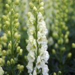 Aconitum Napelus Album - Gluga Calugarului alba sau Omag Alb  la ghiveci P9 - imagine 2