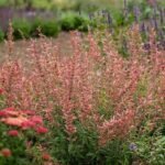 Agastache 'Fleur' - Isop Fleur sau  Mentă de colibri- la ghiveci P9 - imagine 2