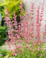 Agastache 'Fleur' - Isop Fleur sau  Mentă de colibri- la ghiveci P9