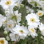 Anemone hybrida 'Whirlwind'- Anemona japoneza la ghiveci P9 (Livrarea dupa 10 Septembrie)
