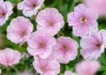 Muscata perena de gradina - Geranium sanguineum 'Apfelblüte' - la ghiveci P9