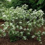 Aronia melanocarpa 'Viking' - Scoruș Negru / Super-fructul Antioxidant la ghiveci P12, H 30-40 cm - imagine 3
