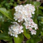 Aronia melanocarpa 'Viking' - Scoruș Negru / Super-fructul Antioxidant la ghiveci P12, H 30-40 cm - imagine 2