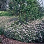 Aster ageratoides Asran- la ghiveci P9 - H 5 -10 cm - imagine 3