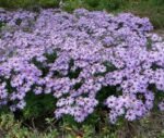 Aster dumosus 'Prof. Anton Kippenberg' - aster pitic la ghiveci P9 - imagine 2