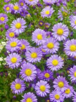 Aster dumosus 'Prof. Anton Kippenberg' - aster pitic la ghiveci P9