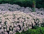 Aster ageratoides Asran- la ghiveci P9 - H 5 -10 cm - imagine 2