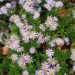 Aster ageratoides Asran- la ghiveci P9 - H 5 -10 cm