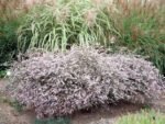 Aster Lady in Black - Symphyotrichum lateriflorum la ghiveci P9 - H 10-15 cm - imagine 2