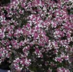 Aster Lady in Black - Symphyotrichum lateriflorum la ghiveci P9 - H 10-15 cm