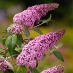 Buddleja davidii 'Pink Delight'- liliac de vara sau arbustul fluturilor la ghiveci P12- H 40-50 cm