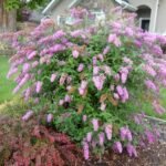 Buddleja davidii 'Pink Delight'- liliac de vara sau arbustul fluturilor la ghiveci P12- H 40-50 cm - imagine 2