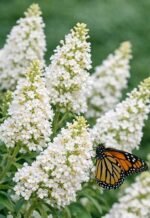 Buddleja davidii 'White Profusion'- liliac de vara la ghiveci P12- H 40-50 cm