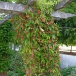 Campsis Capreolata  - Liana trompeta bicolora parfumata la ghiveci C2 - H 50-60 cm - imagine 3