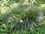 Carex Morrowii' - Rogoz japonez vesnic verde la ghiveci P9 - imagine 2
