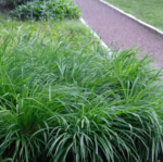 Carex Morrowii' - Rogoz japonez vesnic verde la ghiveci P9