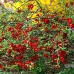 Gutui Japonez Rosu - Chaenomeles superba Fire Dance la ghiveci P12 - H 30-35 cm - imagine 2