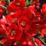 Gutui Japonez Rosu - Chaenomeles superba Fire Dance la ghiveci P12 - H 30-35 cm