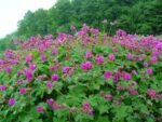 Muscata perena de gradina - Geranium macrorrhizum - la ghiveci P9 - imagine 2