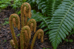 Polystichum polyblepharum - Feriga cu ciucuri, vesnic verde la ghiveci P9 - imagine 3