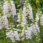 Degetel Alb - Digitalis Dalmation White la ghiveci P9 - imagine 2