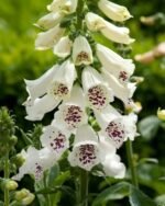 Degetel Alb - Digitalis Dalmation White la ghiveci P9