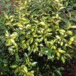 Elaeagnus × ebbingei 'Limelight' - Salcioara - arbust vesnic verde cu flori parfumate la ghiveci C2 - H 30-40 cm - imagine 2