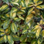 Elaeagnus × ebbingei 'Limelight' - Salcioara - arbust vesnic verde cu flori parfumate la ghiveci C2 - H 30-40 cm - imagine 3