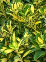 Euonymus Japonicus Aureus cu frunzis vesnic verde la ghiveci P9, H 20-30 cm