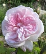 Trandafir istoric de dulceata si apa trandafiri Fantin Latour, foarte parfumat, anul 2 - la ghiveci C2