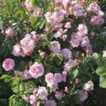 Trandafir istoric de dulceata si apa trandafiri Fantin Latour, foarte parfumat, anul 2 - la ghiveci C2 - imagine 2