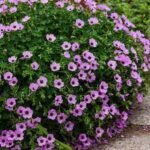 Muscata perena de gradina - Geranium cinereum 'Ballerina' la ghiveci P9 - imagine 2