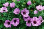 Muscata perena de gradina - Geranium cinereum 'Ballerina' la ghiveci P9