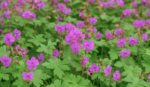Muscata perena de gradina - Geranium macrorrhizum - la ghiveci P9